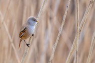 Bearded reedling / bearded ti...