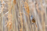 Bearded reedling / bearded ti...
