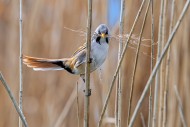 Bearded reedling / bearded ti...