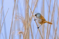 Bearded reedling / bearded ti...