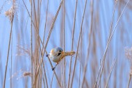 Bearded reedling / bearded ti...
