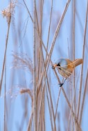 Bearded reedling / bearded ti...