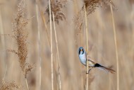Bearded reedling / bearded ti...