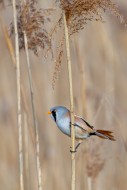 Bearded reedling / bearded ti...