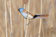 Bearded reedling / bearded ti...