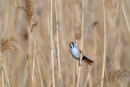 Alert bearded reedling / bear...
