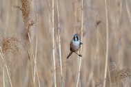 Bearded reedling / bearded ti...