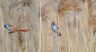 Two bearded reedlings / beard...