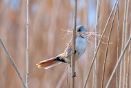 Bearded reedling / bearded ti...
