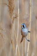 Bearded reedling / bearded ti...