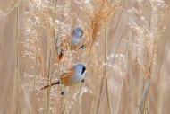Two bearded reedlings / beard...