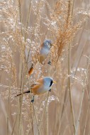 Two bearded reedlings / beard...