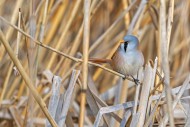 Bearded reedling / bearded ti...