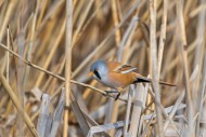 Bearded reedling / bearded ti...