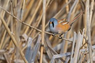 Bearded reedling / bearded ti...