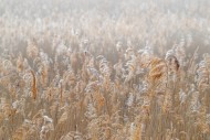 Common reed (Phragmites austr...