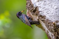 Common starling / European st...