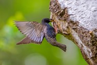 Common starling / European st...