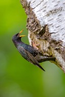 Common starling / European st...