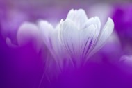 Close-up of white crocuses (C...