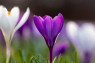 Close-up of violet and white ...