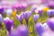 Colourful crocuses (Crocus sp...