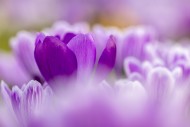 Close-up of lilac crocuses (C...