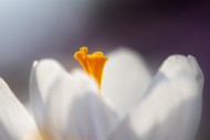 White crocus (Crocus sp. ) cl...