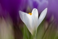 White crocus (Crocus sp. ) cl...