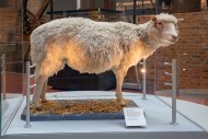 Taxidermy mount of Dolly the ...