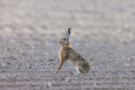 Alert European brown hare (Le...