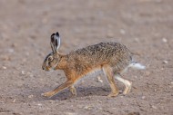 European brown hare (Lepus eu...