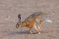 European brown hare (Lepus eu...