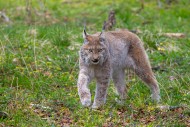 Eurasian lynx / Northern lynx...