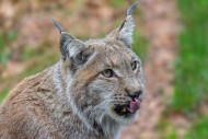 Eurasian lynx / Northern lynx...