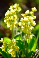 Cowslip (Primula veris), Bava...