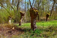 Pollarded willows or silver w...