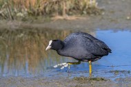 Eurasian coot / common coot (...