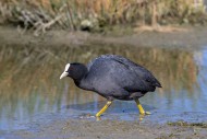 Eurasian coot / common coot (...