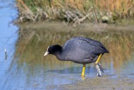 Eurasian coot / common coot (...