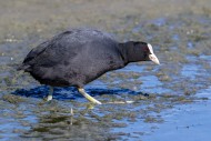 Eurasian coot / common coot (...
