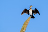 Great cormorant (Phalacrocora...