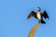 Great cormorant (Phalacrocora...