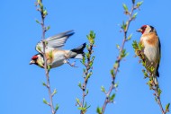 Two European goldfinches (Car...