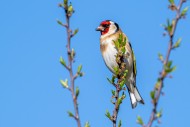 European goldfinch (Carduelis...