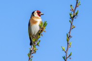 European goldfinch (Carduelis...
