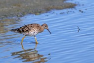 Ruff (Calidris pugnax) adult ...