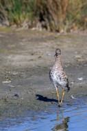 Ruff (Calidris pugnax) adult ...