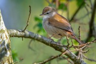 Cetti\'s warbler (Cettia cett...