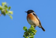 European stonechat (Saxicola ...